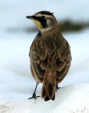 Passeriformes: Alaudidae Larks (All photos: Larks, Martins, and Swallows ) Horned Lark (Eremophila alpestris): Occurrence: Year-round resident/breeder with some winter migrants.
