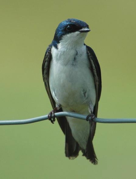 Tree Swallow (Tachycineta bicolor): Occurrence: Summer resident/breeder Dates: Early March through late October Location: RC History: Tree Swallows are, now, a common summer resident.