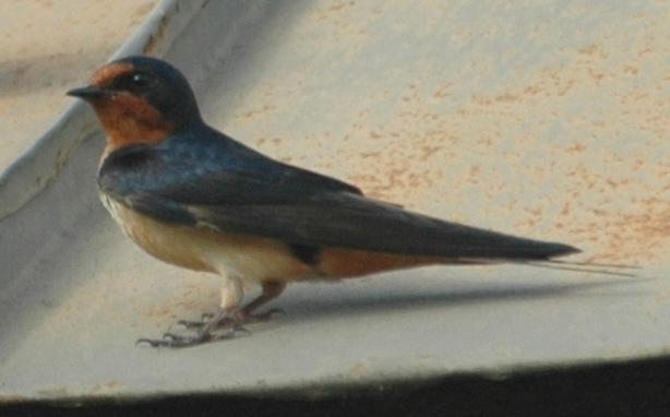 Barn Swallow (Hirundo rustica): Occurrence: Summer resident/breeder Dates: Early April through September Locations: RC History: Barn Swallows are common throughout the county and are seen frequently
