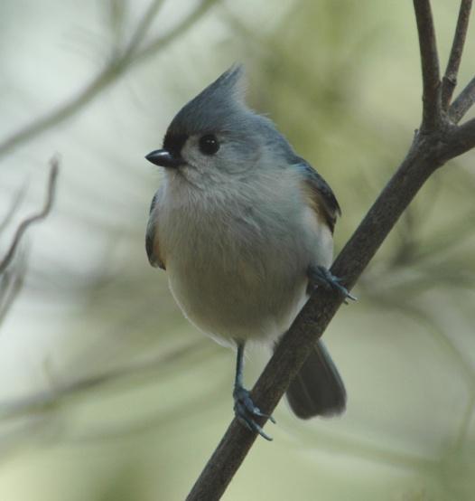 Tufted Titmouse (Baeolophus bicolor): Occurrence: Year-round resident/breeder Dates: Year-round Location: RC History: A common, year-round resident of the area.