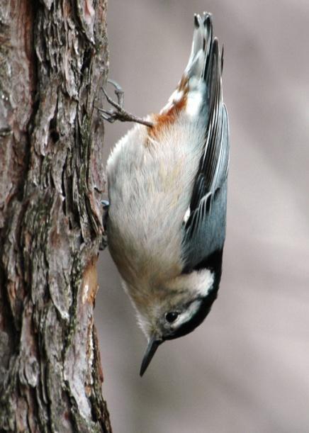 White-breasted Nuthatch (Sitta carolinensis): Occurrence: Year-round resident/breeder Dates: Year-round Location: RC History: White-breasted Nuthatches are a common, year-round resident in the area.