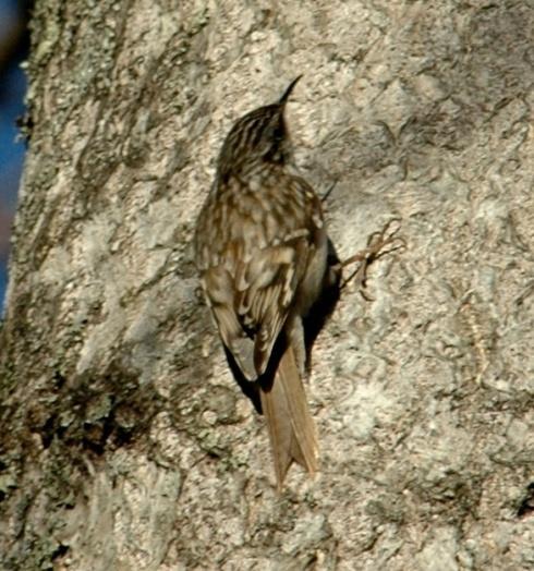 Murray reports nest as early as 3 May in 1928. Status: Common, year-round resident/breeder and should be seen in the area. Photo: Blue Ridge Parkway near milepost 44, 3 January 2009.