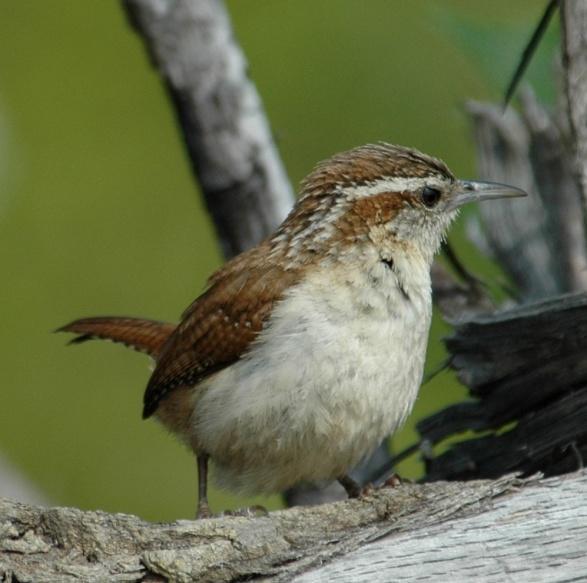 Passeriformes: Troglodytidae Wrens Carolina Wren (Thyothorus ludovicianus): Occurrence: Year-round resident and breeder Dates: Year-round Location: RC History: Carolina Wrens are a common, permanent