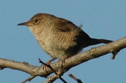 Carolina Wrens are commonly seen on CBC being reported in 82 of 87 counts with an average of 31 individuals seen each year. Murray reports eggs by 29 March.