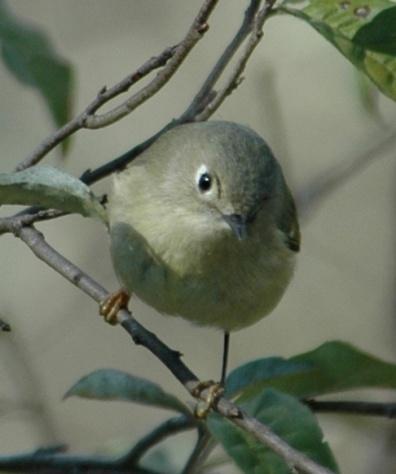 Ruby-crowned Kinglet (Regulus calendula): Occurrence: Common winter resident and transient Dates: October through late April Location: BRP 1, BRP 2, LEX, MF, GP, CT, LR, LM, RC History: Ruby-crowned