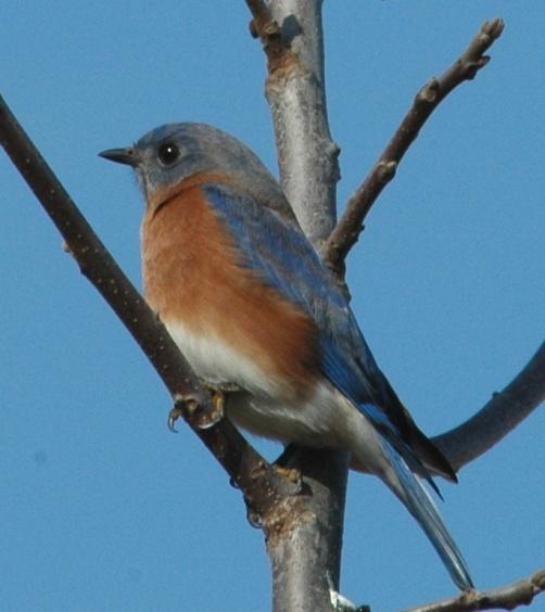 Passeriformes: Turdidae Bluebirds, Thrushes, and Robins (All photos: Thrushes, Robins, Catbirds, Mockingbirds, Thrashers, Starlings, Pipits, Waxwings, and Snow Buntings ) Eastern Bluebird (Sialia