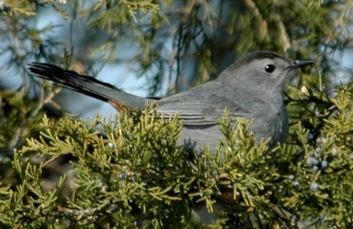 Passeriformes: Mimidae Catbirds, Mockingbirds, and Thrashers Gray Catbird (Dumetella carolinensis): Occurrence: Summer resident/breeder with a few individuals overwintering in the area Dates: Early
