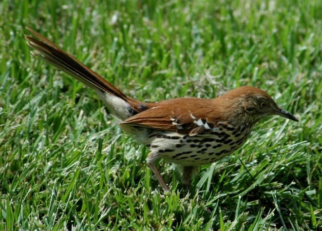 Brown Thrasher (Toxostoma rufum): Occurrence: Summer resident/breeder Dates: Late March through September Locations: LEX, GP, LR, RC History: Brown Thrashers arrive in the area in late March or early