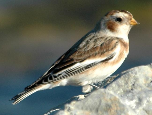 Passeriformes: Calcariidae Buntings Snow Bunting (Plectrophenax nivalis) Occurrence: Transient during fall migration Dates: 11 November 2010 Location: WL History: A single individual was found at