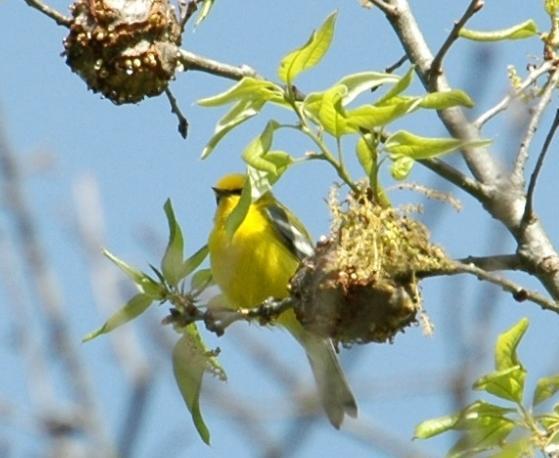 Passeriformes: Parulidae Warblers (All photos: Warblers ) Blue-winged Warbler (Vermivora pinus): Occurrence: Transient during migration and could breed in the area.