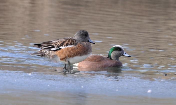 American Wigeon (Anas americana): Occurrence: Transient and winter resident Dates: November through April Locations: MF, WL, BS History: Wigeons have been sighted on at McCormick s Farm, on Willow