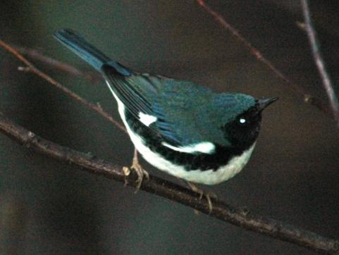 Black-throated Blue Warbler (Dendroica caerulescens): Occurrence: Summer resident/breeder and migrant through the area Dates: Late April to mid-october Locations: BRP 1, BRP AO, RB, GP History: