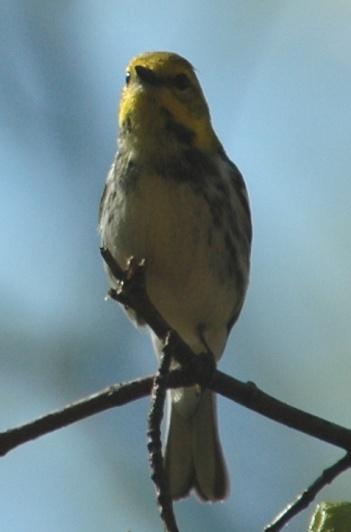 Black-throated Green Warbler (Dendroica virens): Occurrence: Summer resident/breeder and migrant through the area.