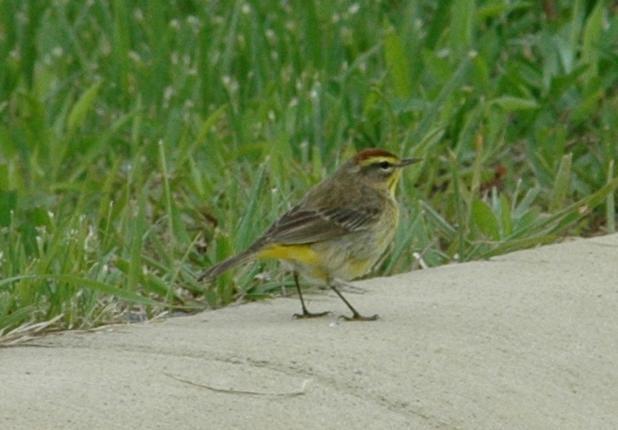 The earliest recent record is 7 April 2010 and late record is 14 November 2009. A Palm Warbler was reported on the CBC in 1958.