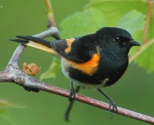 American Redstart (Setophaga ruticilla): Occurrence: Summer resident/breeder and migrant through the area Dates: Mid April through September Locations: BRP 1, BRP 2 History: Redstarts are an