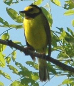 Common Yellowthroat (Geothlypis trichas): Occurrence: Summer resident/breeder and migrant through the area Dates: Late April through September Locations: BRP 1, MF, SR History: Common Yellowthroats