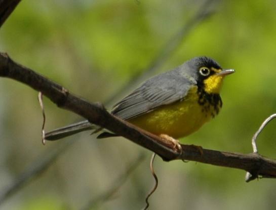 Canada Warbler (Wilsonia canadensis): Occurrence: Summer resident/breeder and migrant through the area Dates: May through September Locations: BRP 1, BRP AO History: Canada Warblers are a summer