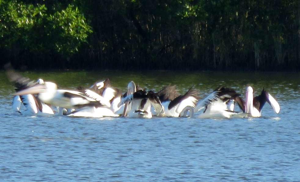 Cooperative feeding by Pelicans