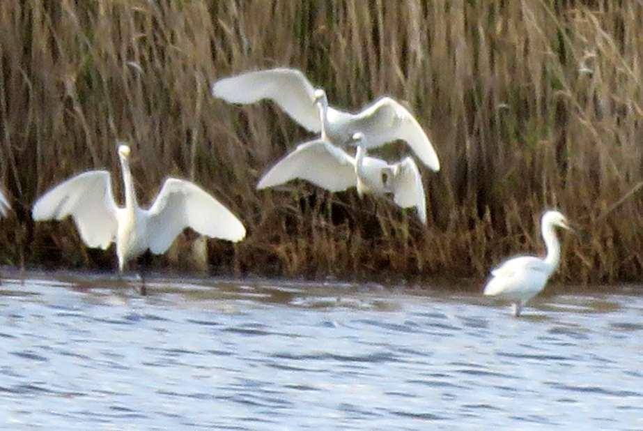 Egrets cooperate, dancing like courting