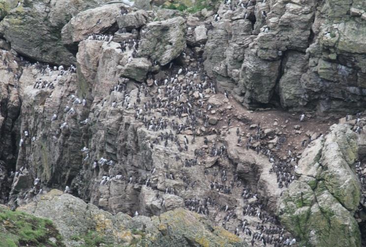 Nearby was a huge mixed colony of guillemot, razorbill and