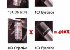 to 1000x total magnification 100 x 10 = 1000