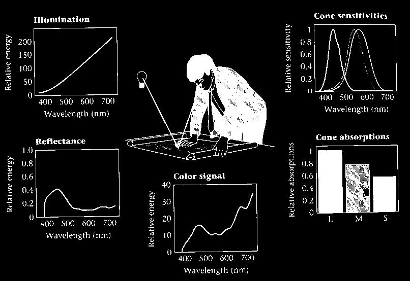 Illustration of Color Appearance Normalized How light and reflectance become cone responses (Wandell, 9.