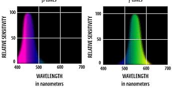 The human eye physiology of human vision Spectral sensitivity Color stimulus delivered to the