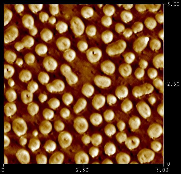 (40 µm x 40 µm) Carbon