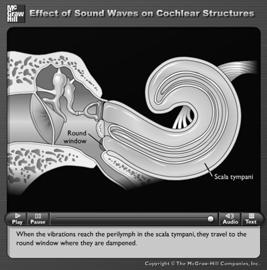 Animation: Effect of Sound Waves on Cochlear Structures Skin: Highly Specialized