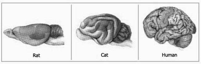 Movshon: Intro to Brain Anatomy