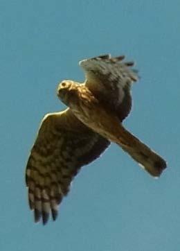 9 Raptors / Birds of prey General aim: The project plan seeks compatibility between management for raptor and red grouse interests, and a viable population of hen harriers in line with site