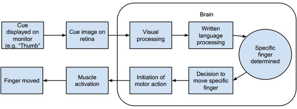 is shown on following diagram (see figure 7): Figure 7: General sequence of sensory motor loop Each stage of sensory and motor processing might introduce it own delays.