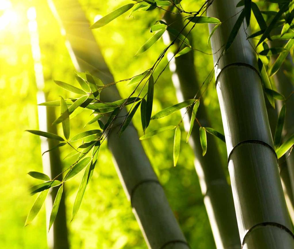 2 3 Bamboo.