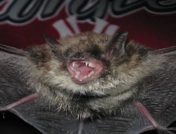 Assessment of methlymercury availability to bats on the South River,