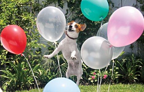 Skill Reading Comprehension Name: The Balloon Popper By: National Geographic Kids (Adapted by Have Fun Teaching) Balloons don t last very long around Spunky the Jack Russell terrier.