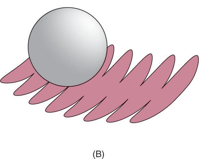 single-curved surface (a cylinder) and a double curved surface (a sphere). T.