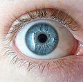 Eye color Small amount of pigment = blue eyes.