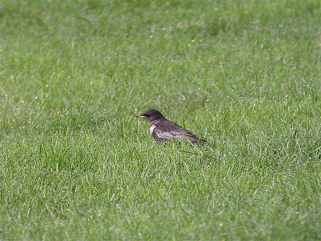 Ring Ouzel Scarce passage migrant. A female was present on 16/4, behind St John s Lodge. This was the same location as last year s female. Ring Ouzel Sedge Warbler Passage migrant.