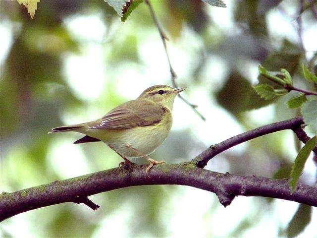 Chiffchaff Summer visitor and passage migrant. The first bird of the year was seen on 18/3; three males held territories. Peak autumn passage saw over thirty birds on 6/9.