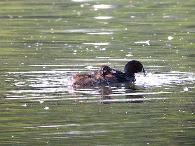 Little Grebe Summer visitor. Four pairs were present during May. Three pairs bred, rearing five young. Numbers declined from late summer, the last bird being seen on 16/11.