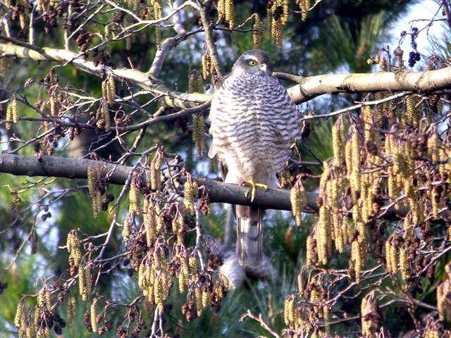 Resident. Numbers reached eighteen birds during the beginning and later parts of the year. Honey Buzzard Rare migrant.