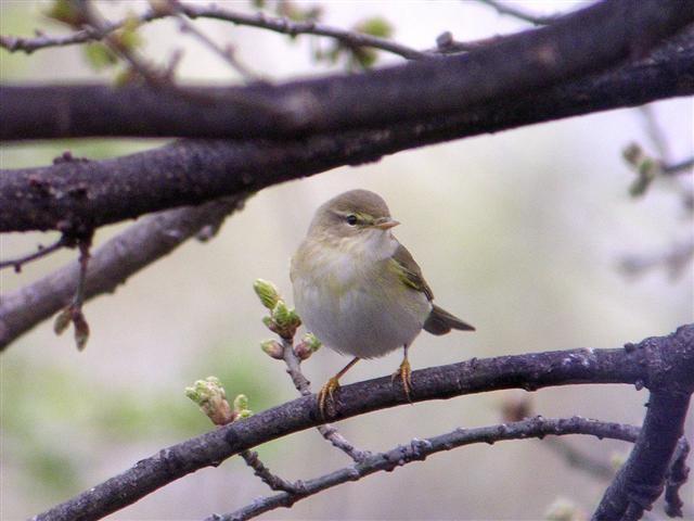 Wood Warbler Passage migrant. The national decline is reflected in that this once annual spring and autumn visitor was only recorded on 16/8 around the bird drinking pool in the Leaf Yard Wood.