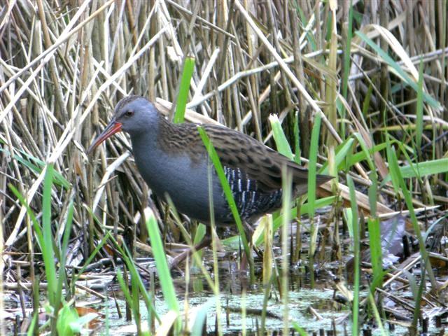 Water Rail Scarce Visitor. With several areas of marginal plantings maturing it was encouraging to have birds spend time at two of these locations.