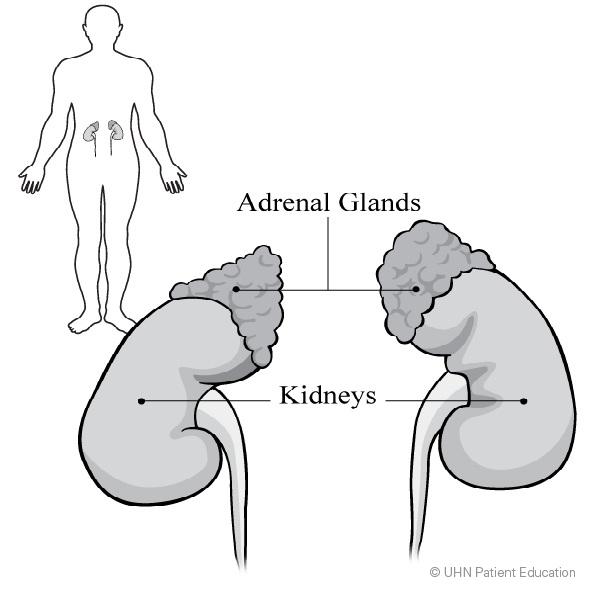 After Your Adrenalectomy Information for patients and families Read this information to learn: what an adrenalectomy is how to care for yourself what problems to look out for who to call if you have