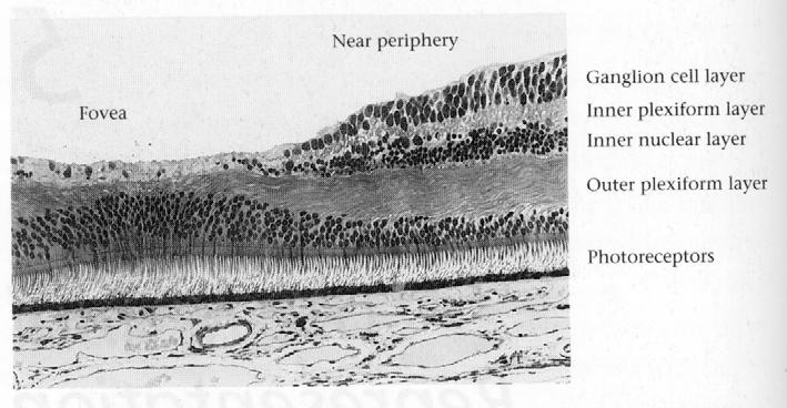 The human retina, cont d Neuronal connections Even though the retina is very densely covered with photoreceptors, we have much more acuity in the fovea than in the periphery.