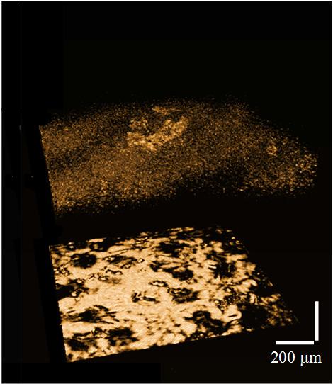 algorithm training and demonstration Experimental characterization of optical tissue properties utilizing OCT and