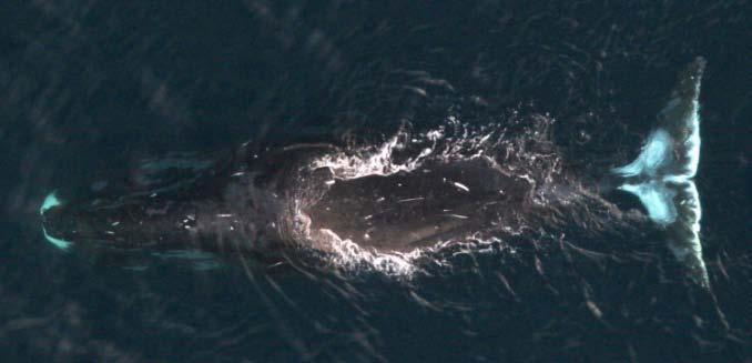 Bowhead Whale Migrations & Arctic
