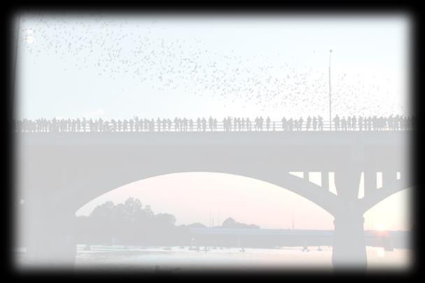 Avenue Bridge and Austin bats.