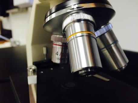 Magnification Your microscope has 3 magnifications: Scanning (4x), Low (10x) and High (40x).
