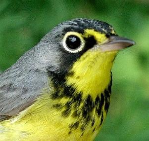 Introduction Breeding bird surveys have shown that the forests of Vermont and Northern New England are globally important for birds throughout the hemisphere.